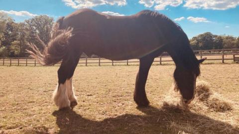 A horse eating hay in a sunny field