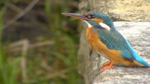 A blue and yellow kingfisher sitting on a concrete wall