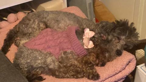 Two poodles curled up asleep next to each other on a blanket.