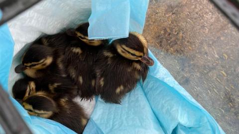 Overhead view of five ducklings in a paper-lined tank.