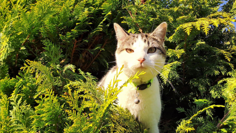 A white and brown cat hidden in a green shrub bush.