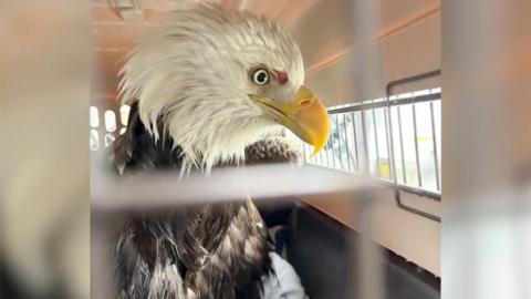 A bald eagle is seen in a cage.
