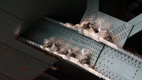 Kittiwakes nesting on the Tyne Bridge