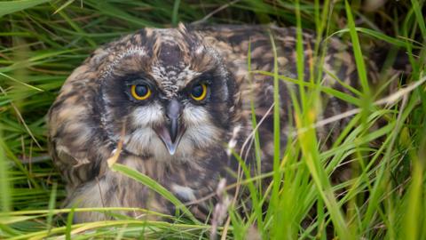 A small owl in green grass. The owl is brown and black, with dashes of white feathers. It's black beak is open and its eyes are bright yellow with large black pupils