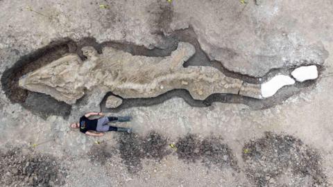 Man laying next to excavated Ichthyosaur fossil