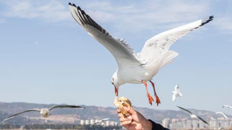 A seagull is mid-flight reaching out to grab food from a person's hand. More flying seagulls against a clear blue sky in the background.