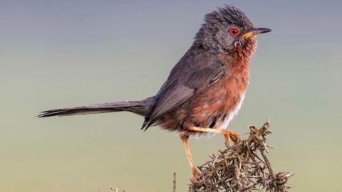 A Dartford warbler sitting on some dry gorse. The small bird has a reddish-brown chest, grey-brown wings, tail and and head and red skin around its eye.