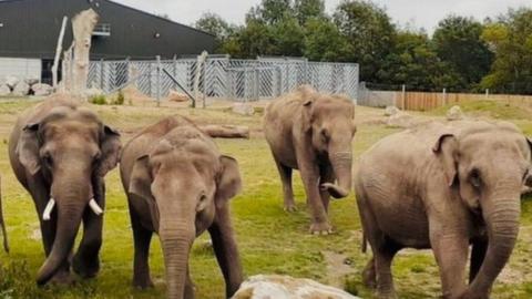 The elephants in their enclosure at Blackpool Zoo