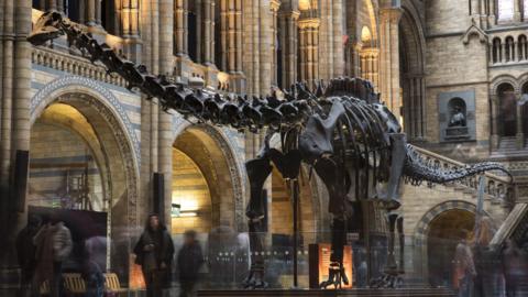 Dippy in the Natural History Museum