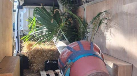 A large palm tree in a pot in the back of a van. It is resting on hay bales and is strapped in to keep it safe.