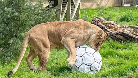 Lioness playing with football