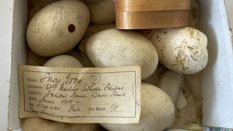 Five large white eggs are pictured inside a box. On top of them is a handwritten note on brown paper identifying the eggs as that of a Snow Goose.