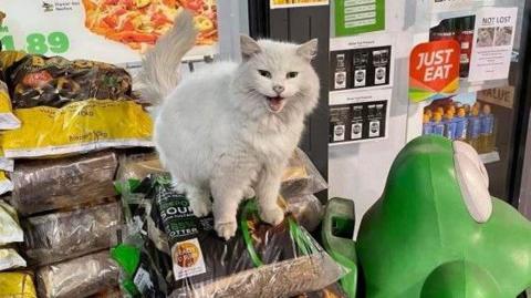 Pixie, a white long-haired cat, outside a petrol station, with her mouth open, sitting on a bag. A green big is beside her, and her tail is up. There are posters for the shop all around her. 