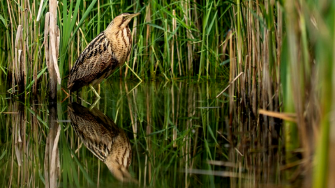 Bittern in reeds