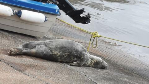 Grey seal in Bridlington