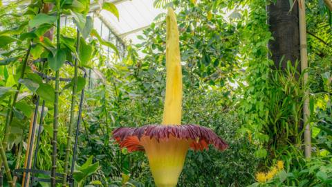 A tall yellow and red flower surrounded by green foliage in a greenhouse