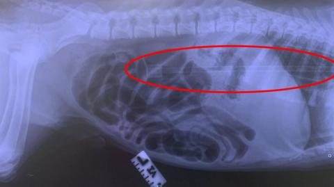 Plastic arrow shown inside dog on X-ray. A red oval highlights the section where the arrow runs from the throat to stomach