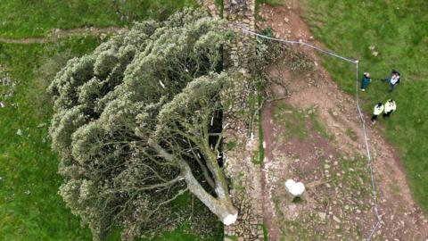 The felled Sycamore Gap Tree.