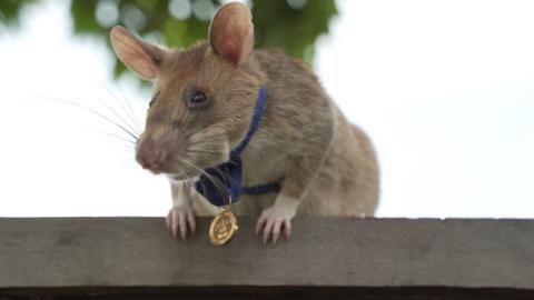 Magawa the landmine-detecting rat, wearing his specially-sized PDSA Gold Medal