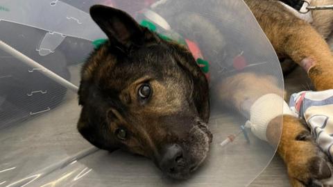 A dog lying on its side with a plastic cone around its head while looking worryingly into the camera. 