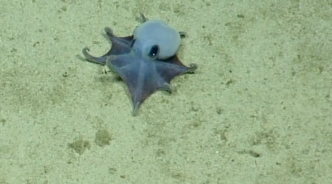 Image shows the tiny purple octopus on the seabed