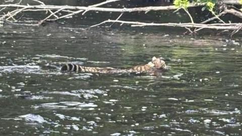 A wildcat partly submerged in water as it swims. It has a long stripy tail.