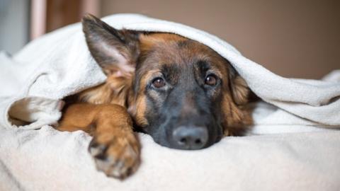 Dog on bed