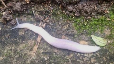 The blind ghost slug, as it is known, was spotted by chance making its way along a path near Stroud.