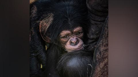 Rare baby chimpanzee