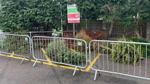 A dozen christmas trees lying on the floor after being placed into a recycling zone