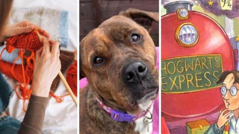 Edited image shows the hands of a woman knitting, the face of a dog and a cover of a Harry Potter book