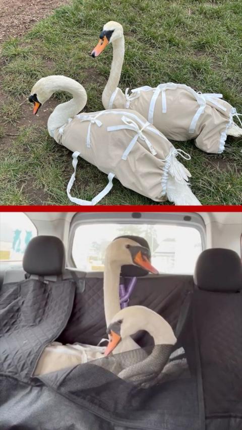 Split screen of two swans in carriers on the grass and, below, in the back seat of a car