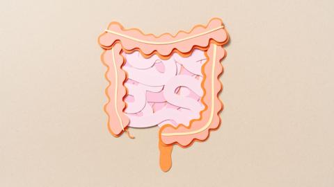 A pink and peach human intestine and gut cut out of paper.