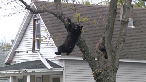 Black bear hangs on to a tree.
