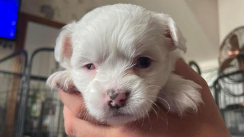 Tiny white dog being held by a human. The puppy is all white