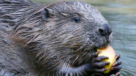 The head and shoulders of a wet beaver in daylight with water in the background. The beaver has part of an apple clutched between its fingers, which have sharp claws. The apple is in its mouth and the beavers black eye is facing the camera. 