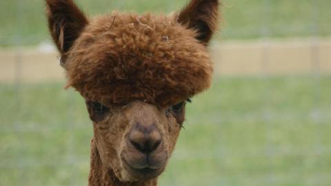 A brown alpaca in a green field. 