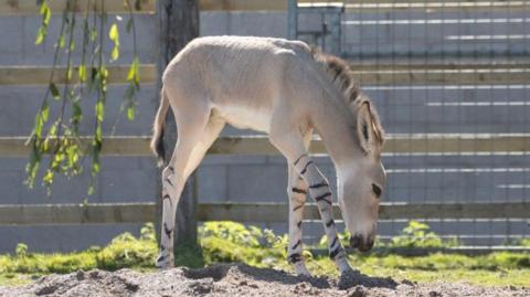 The Somali Wild ass foal is a light cream colour with black stripes on its legs and a black patch on its tail. It walks along the ground in its enclosure, with its head down