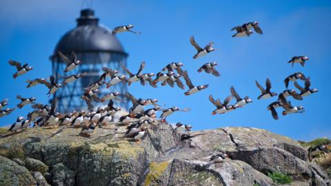 Puffins flying in front of a lighthouse