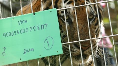 A tiger inside a cage after he was tranquilized to be moved by Thai National Park officials from the Tiger Temple in Kanchanaburi province (03 June 2016)