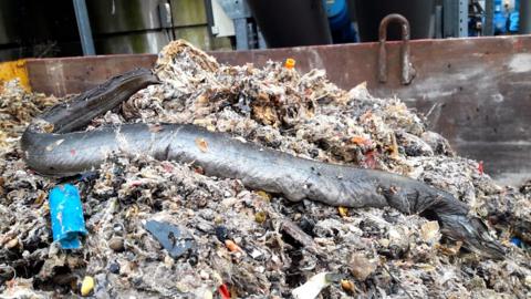 A large eel, toys and wet wipes were among the tonnes of items clogging up sewers last year.