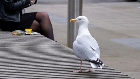White gull with yellow beak on bench looking sideways. 