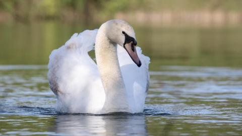 A swan, with its white feathers and light orange beak, sits on the water on a waterway.