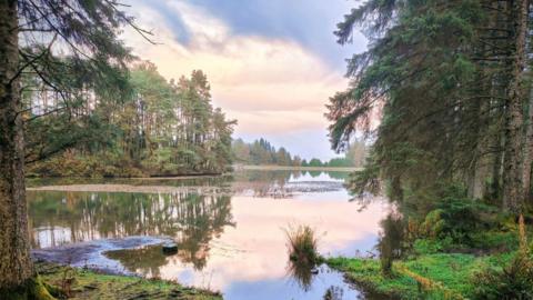 A calm lake surrounded by trees, with tree stumps in the foreground. The sky is pink and blue.