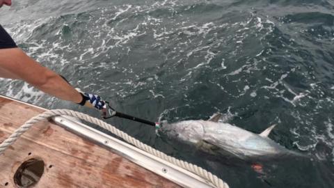 Atlantic bluefin tuna