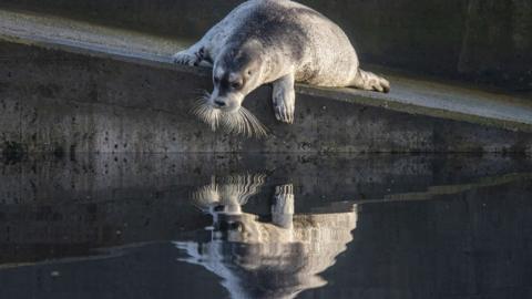 Bearded seal