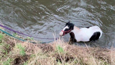 A white horse with black spots is pictured in a muddy river next to a steep grassy bank.