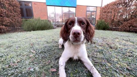 A picture of Maro, an English springer spaniel, who is brown and white and looking at the camera.