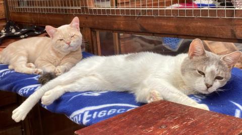 Two cats lay on a blue towel. One is white and another is light orange.
