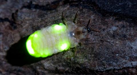 glow worm close up